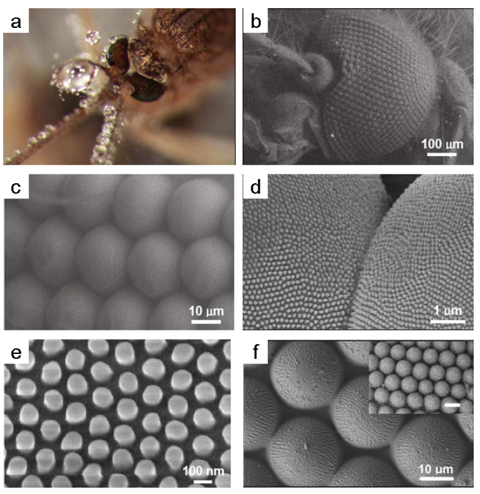Mosquito-compound-eyes-Copyright-Wiley–VCH-Verlag-GmbH-Co.-KGaA.-Reproduced-with-permission