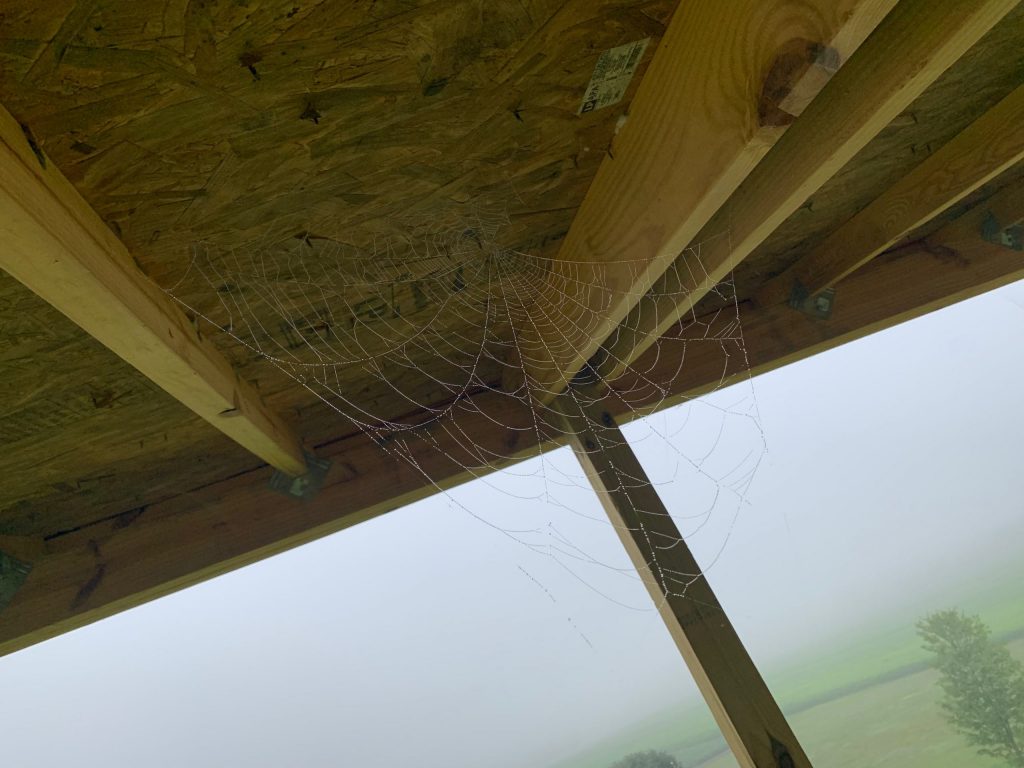 fog-collection-on-Spider-webs-scaled
